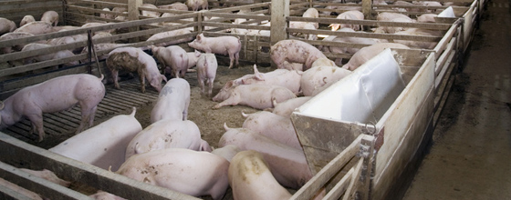 porc
