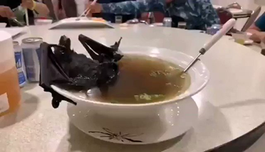 Résultat de recherche d'images pour "soupe à la chauve-souris""